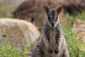 Mareeba rock-wallaby (Petrogale mareeba) Queensland, Australia Royalty Free Stock Photo
