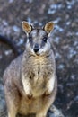 Mareeba rock-wallaby portrait