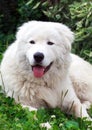 Maremma or Abruzzese patrol dog resting on the grass in the garden Royalty Free Stock Photo