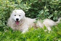 Maremma or Abruzzese patrol dog resting under a bush on the grass Royalty Free Stock Photo