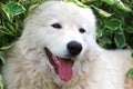 Maremma or Abruzzese patrol dog resting under a bush on the grass Royalty Free Stock Photo