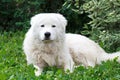 Maremma or Abruzzese patrol dog resting under a bush on the grass Royalty Free Stock Photo