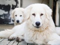 Maremma-Abruzzese Sheepdo, large white friendly dog