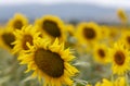 Maremma, fields of sunflowers. Royalty Free Stock Photo