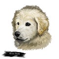 Maremma sheepdog guardian of livestock dog digital art