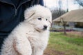 Maremma sheepdog puppy