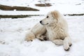 Maremma Sheepdog in the snow