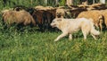 maremma sheepdog take care of the flock of sheep that graze in a fallow field on a September day in the Italian region Lazio