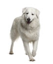 Maremma Sheepdog, 2 Years Old