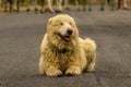 Maremma Shepherd Dog