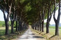 Maremma (Tuscany), road and pines Royalty Free Stock Photo