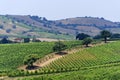 Maremma (Tuscany), vineyard