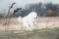 Maremma white dog runs in snow in a forest Royalty Free Stock Photo