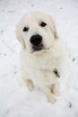 Maremmano-Abruzzese Sheepdog puppy in snow Royalty Free Stock Photo