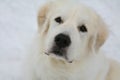 Maremmano-Abruzzese Sheepdog puppy in snow Royalty Free Stock Photo