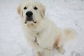 Maremmano-Abruzzese Sheepdog puppy in snow Royalty Free Stock Photo