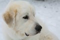 Maremmano-Abruzzese Sheepdog puppy in snow Royalty Free Stock Photo