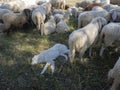 Maremmano Abruzzese white Sheepdog sleeping surrounded by sheeps