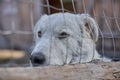 Maremmano Dog on Farm behind fence relaxing in shadow Royalty Free Stock Photo