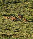 Mares & Foals