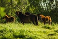 Mares and foals grazing Royalty Free Stock Photo