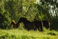 Mares and foals grazing Royalty Free Stock Photo