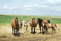 Mares and Foals in Pasture