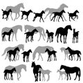 Mares and foals silhouettes copy Royalty Free Stock Photo