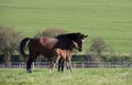 Mares with foal in spring pasture Royalty Free Stock Photo