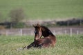 Mares with foals in spring pasture Royalty Free Stock Photo