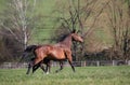 Mares with foals in spring pasture Royalty Free Stock Photo