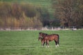 Mares with foals in spring pasture Royalty Free Stock Photo