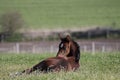 Mares with foals in spring pasture Royalty Free Stock Photo