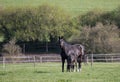 Mares with foals in spring pasture Royalty Free Stock Photo