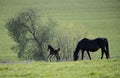 Mares with foals in spring pasture Royalty Free Stock Photo