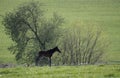 Mares with foals in spring pasture Royalty Free Stock Photo