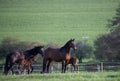 Mares with foals in spring pasture Royalty Free Stock Photo