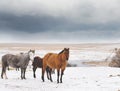 Mares In Snow Royalty Free Stock Photo