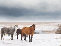 Mares In Snow