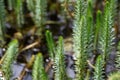 Mares tail (Hippuris vulgaris)