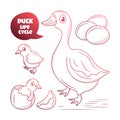 Duck Life Cycle illustration with hand drawn outline doodle style Royalty Free Stock Photo