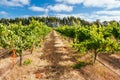 Margaret River Chardonnay Vines