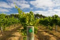 Margaret River Chardonnay Vines