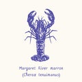 Margaret river marron Cherax tenuimanus. Ink black and white doodle drawing in woodcut style