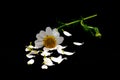 Daisy with loose petals Royalty Free Stock Photo