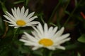 Margarite from a garden in a spring session Royalty Free Stock Photo