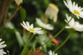 Margarite from a garden in a spring session Royalty Free Stock Photo