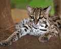 Margay cat or Caucel ,feline reserve, nicaragua, Royalty Free Stock Photo
