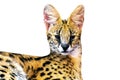 Margay cat,kitty 8 month isolate on background.Copy space.