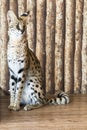 Margay cat,kitty 8 month isolate on background.Copy space.